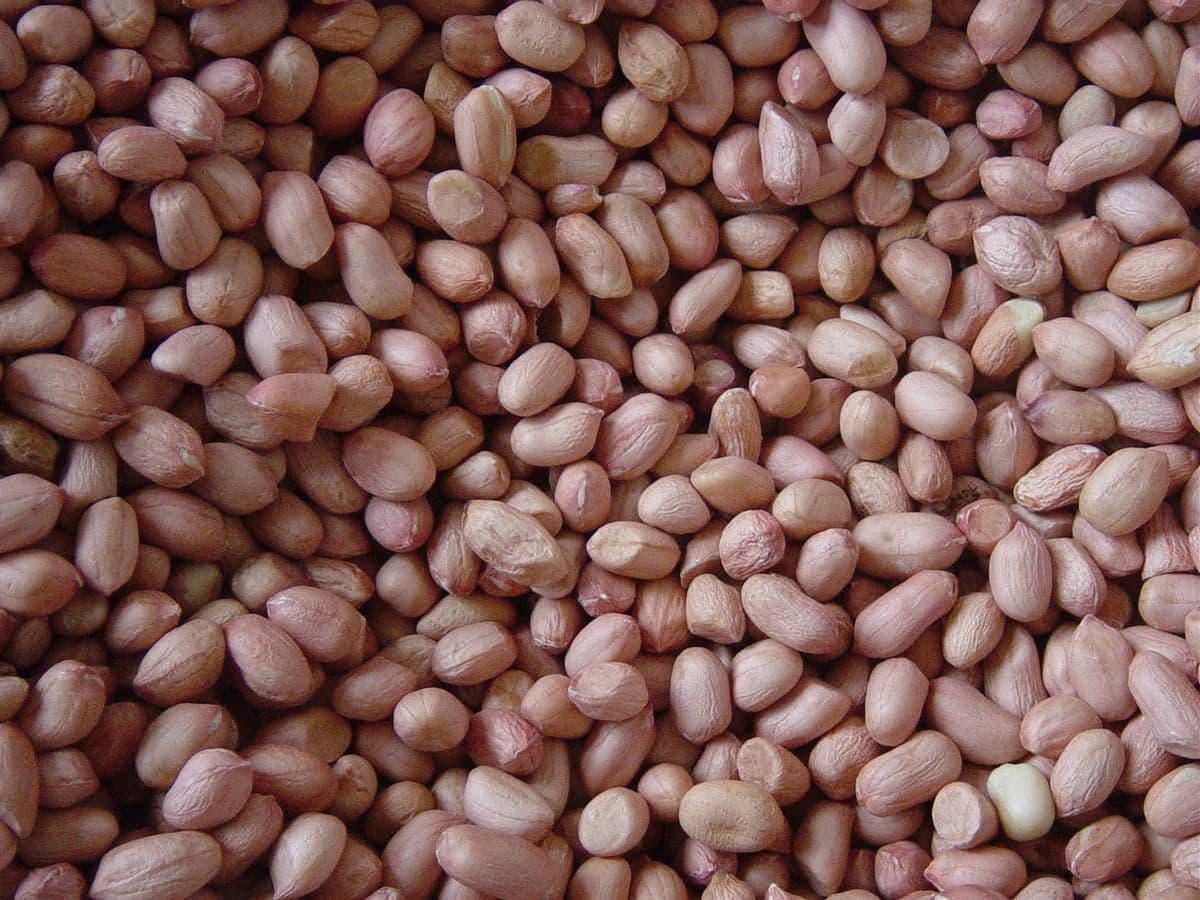 Indian Peanuts & Oil Seeds